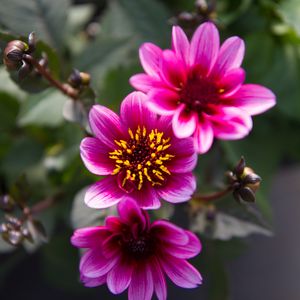 Preview wallpaper flowers, leaves, pink, macro