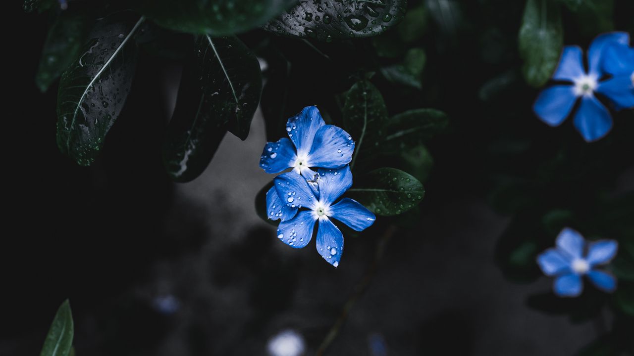 Wallpaper flowers, leaves, plant, drops