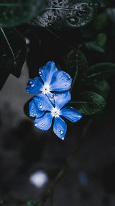 Preview wallpaper flowers, leaves, plant, drops