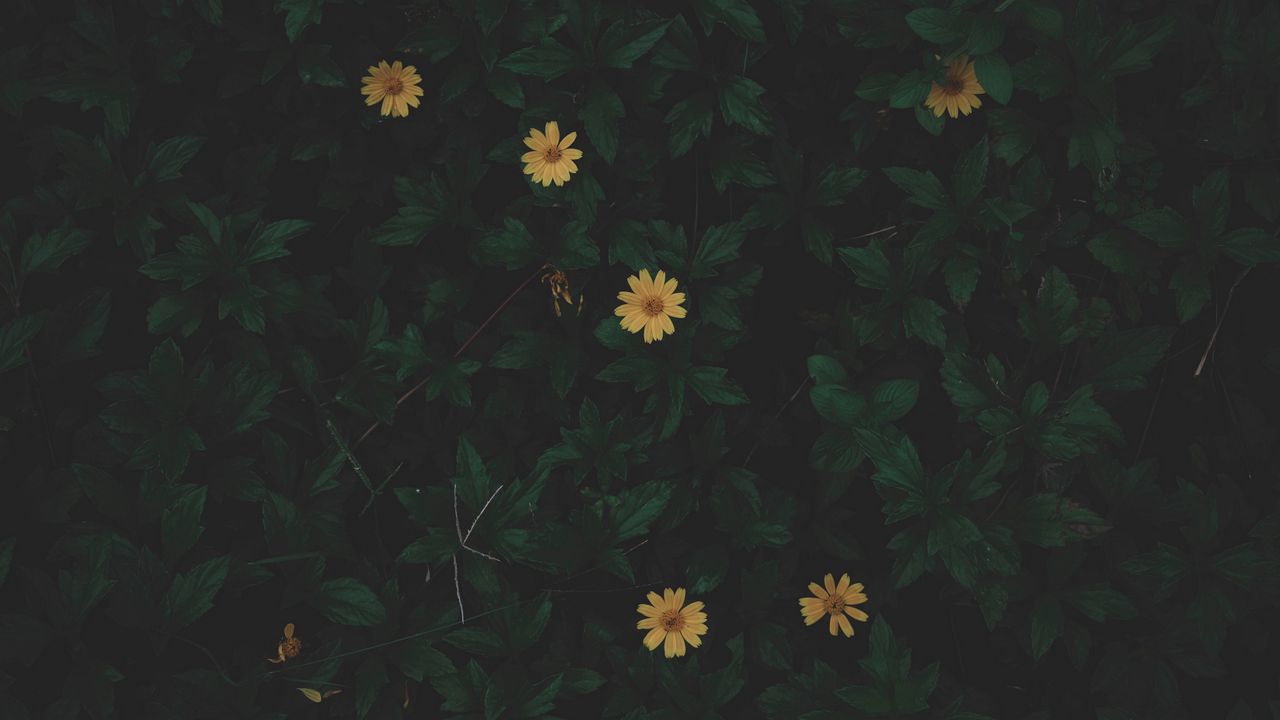 Wallpaper flowers, leaves, plant, dark, green