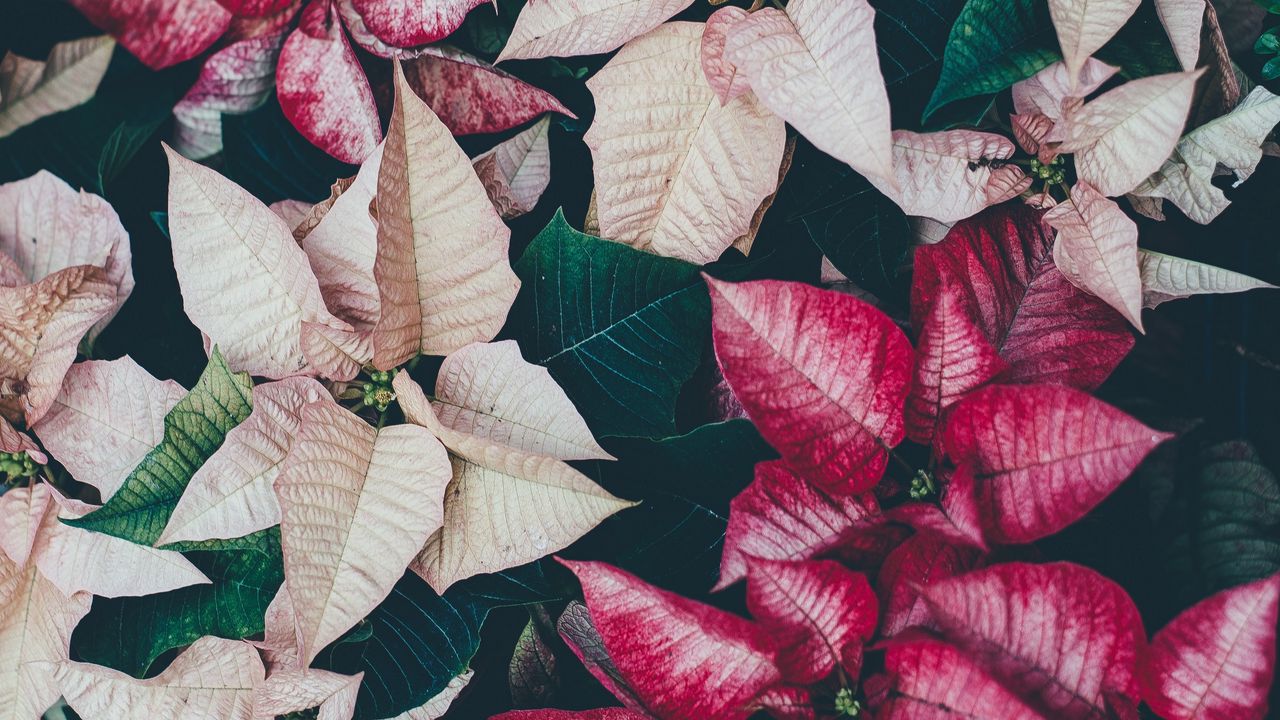 Wallpaper flowers, leaves, plant, bloom