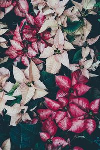 Preview wallpaper flowers, leaves, plant, bloom