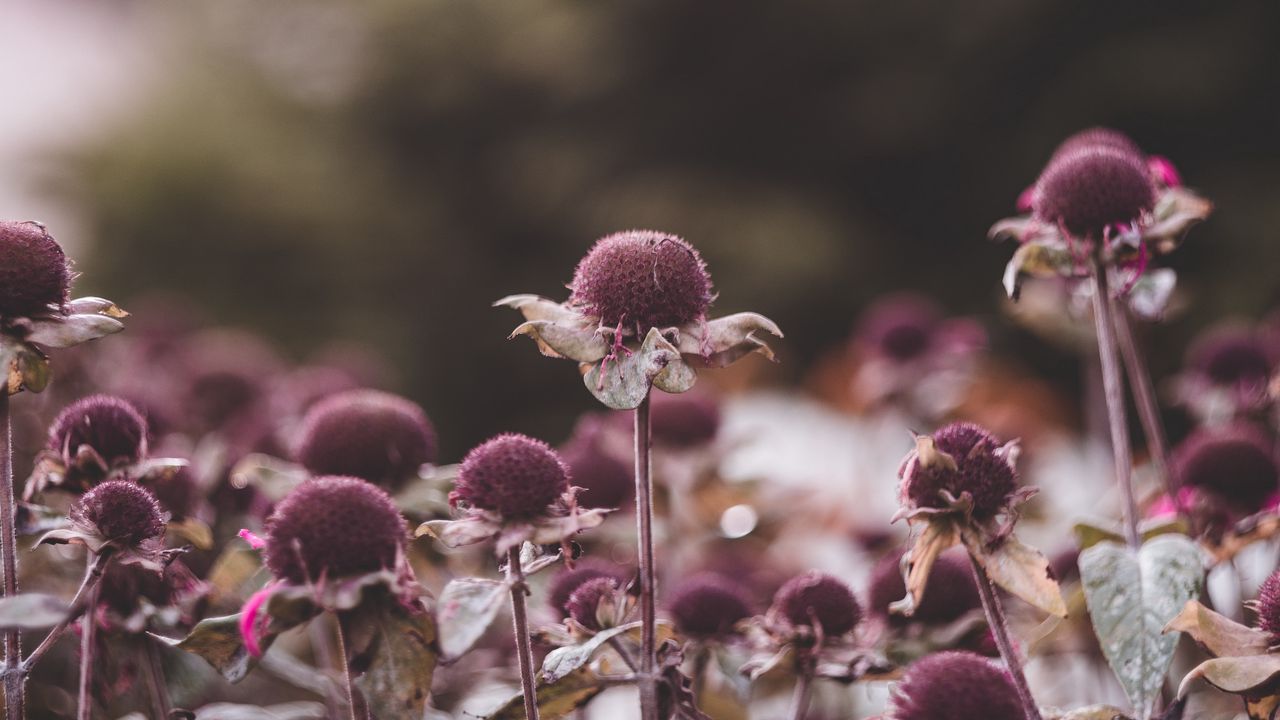 Wallpaper flowers, leaves, plant, focus