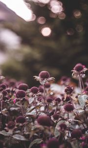 Preview wallpaper flowers, leaves, plant, focus
