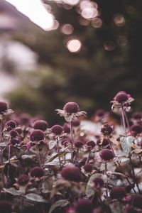 Preview wallpaper flowers, leaves, plant, focus