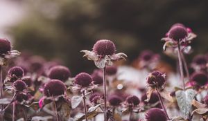 Preview wallpaper flowers, leaves, plant, focus
