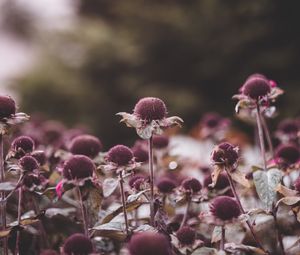 Preview wallpaper flowers, leaves, plant, focus