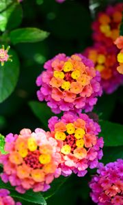 Preview wallpaper flowers, leaves, plants, bush, garden