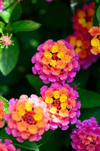 Preview wallpaper flowers, leaves, plants, bush, garden