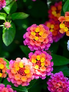 Preview wallpaper flowers, leaves, plants, bush, garden