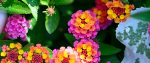 Preview wallpaper flowers, leaves, plants, bush, garden