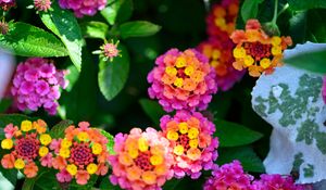 Preview wallpaper flowers, leaves, plants, bush, garden