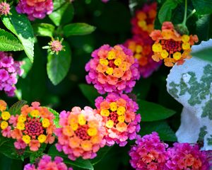 Preview wallpaper flowers, leaves, plants, bush, garden