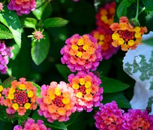 Preview wallpaper flowers, leaves, plants, bush, garden