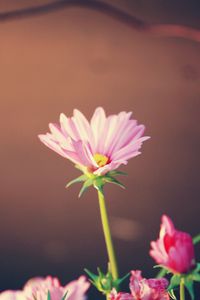 Preview wallpaper flowers, leaves, softness, light, glare, tape