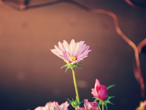 Preview wallpaper flowers, leaves, softness, light, glare, tape