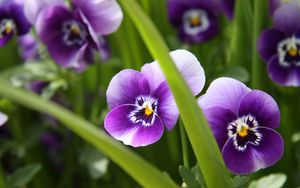 Preview wallpaper flowers, leaves, striped, grass