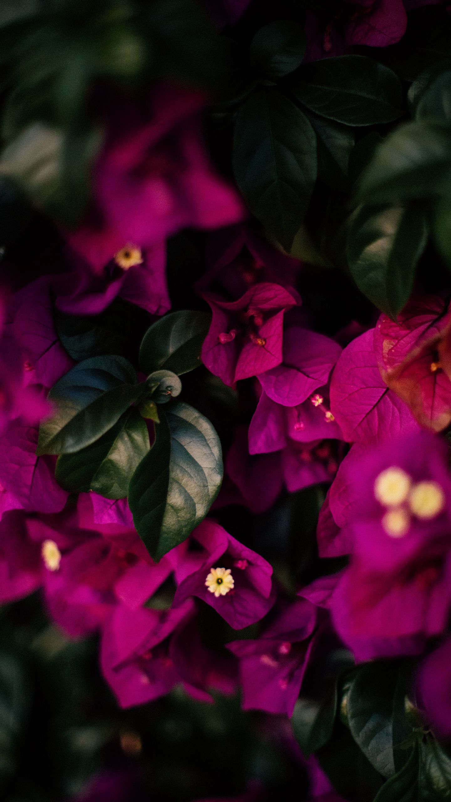 Được biết đến như là ngôn ngữ của tình yêu, hoa là sự đại diện cho sự tinh khiết và vẻ đẹp. Hãy xem hình ảnh với từ khóa \'Flowers\', cảm nhận vẻ đẹp của những loài hoa đa dạng và đầy sắc màu tại Việt Nam.
