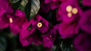Preview wallpaper flowers, leaves, veins, purple