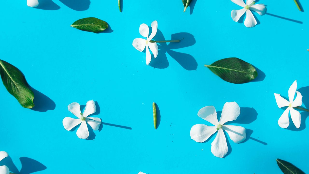 Wallpaper flowers, leaves, white, blue