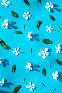 Preview wallpaper flowers, leaves, white, blue