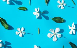 Preview wallpaper flowers, leaves, white, blue