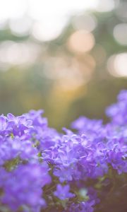 Preview wallpaper flowers, lilac, blur