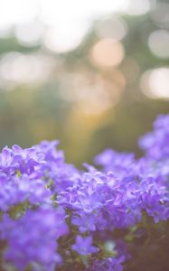 Preview wallpaper flowers, lilac, blur