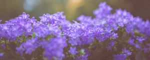 Preview wallpaper flowers, lilac, blur