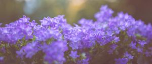 Preview wallpaper flowers, lilac, blur