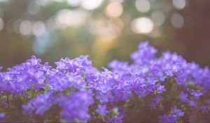Preview wallpaper flowers, lilac, blur