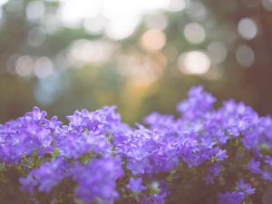 Preview wallpaper flowers, lilac, blur