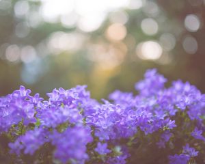 Preview wallpaper flowers, lilac, blur