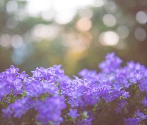 Preview wallpaper flowers, lilac, blur