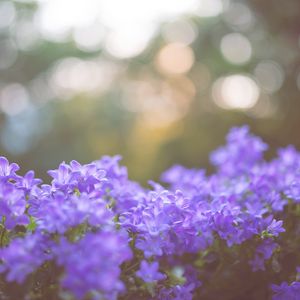 Preview wallpaper flowers, lilac, blur