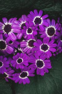 Preview wallpaper flowers, lilac, flowering, petals