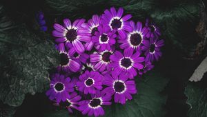 Preview wallpaper flowers, lilac, flowering, petals