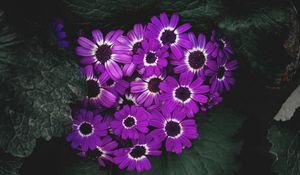 Preview wallpaper flowers, lilac, flowering, petals