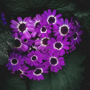 Preview wallpaper flowers, lilac, flowering, petals