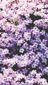 Preview wallpaper flowers, lilac, glade