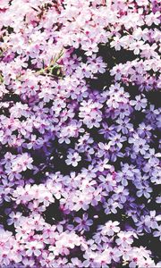 Preview wallpaper flowers, lilac, glade