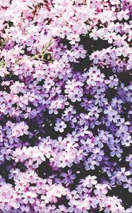 Preview wallpaper flowers, lilac, glade