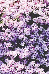 Preview wallpaper flowers, lilac, glade