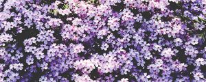 Preview wallpaper flowers, lilac, glade