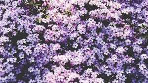 Preview wallpaper flowers, lilac, glade