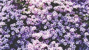 Preview wallpaper flowers, lilac, glade