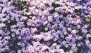 Preview wallpaper flowers, lilac, glade