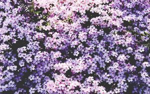 Preview wallpaper flowers, lilac, glade