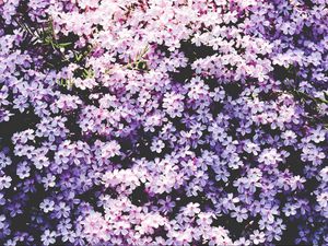 Preview wallpaper flowers, lilac, glade