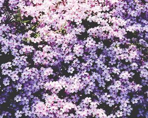 Preview wallpaper flowers, lilac, glade